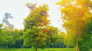 Lost in the Forest 🌲 | Cinematic Nature 4K #Shorts #Leafline #Nature #Forest #NatureBroll #Cinematic