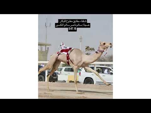 ضجه ال مكسور ادا مسفر السندوانه 