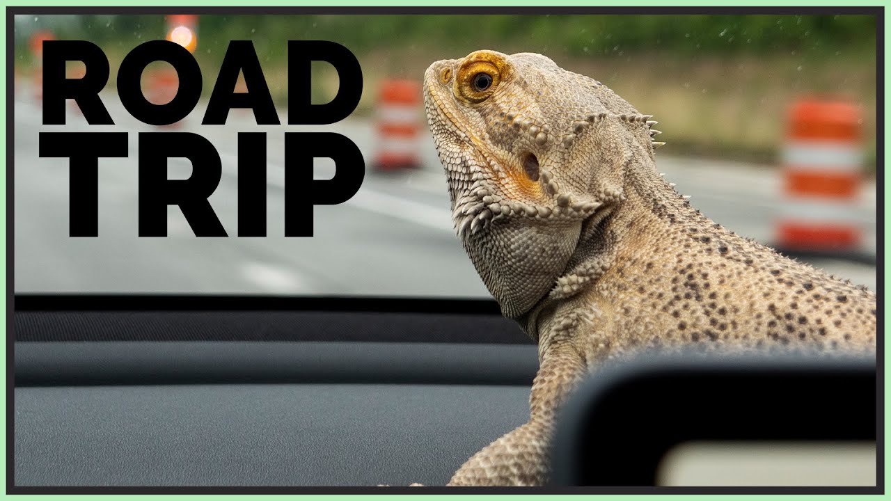 how-to-restore-my-backup-without-a-ledger-wallet I Took My Bearded Dragon on a Road Trip