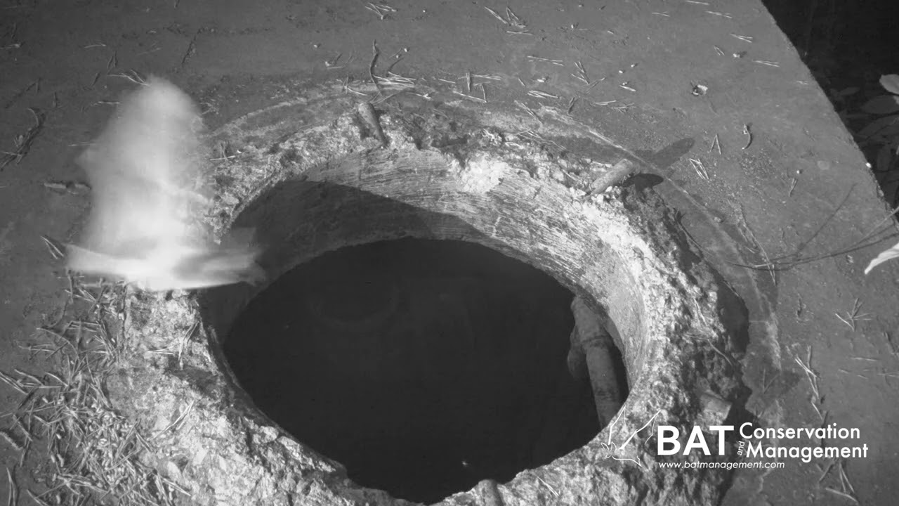 Rafinesque big eared bat at GOC 20250501   HD 1080p