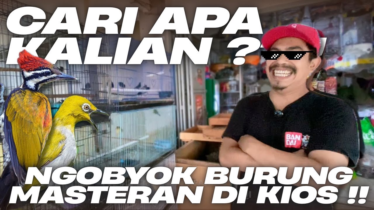 NGOBYOK BURUNG MASTERAN MURAH MURAH !!! CUMAN DISINI GW YAKIN CUMAN DISINI