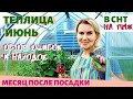 ТЕПЛИЦА месяц после посадки | Обзор ОШИБОК и НАХОДОК | ДАЧА