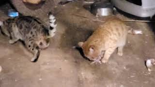 F2 bobcat hybrid cats one love family farms