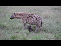 Tiny little black cubs at the spotted hyena den