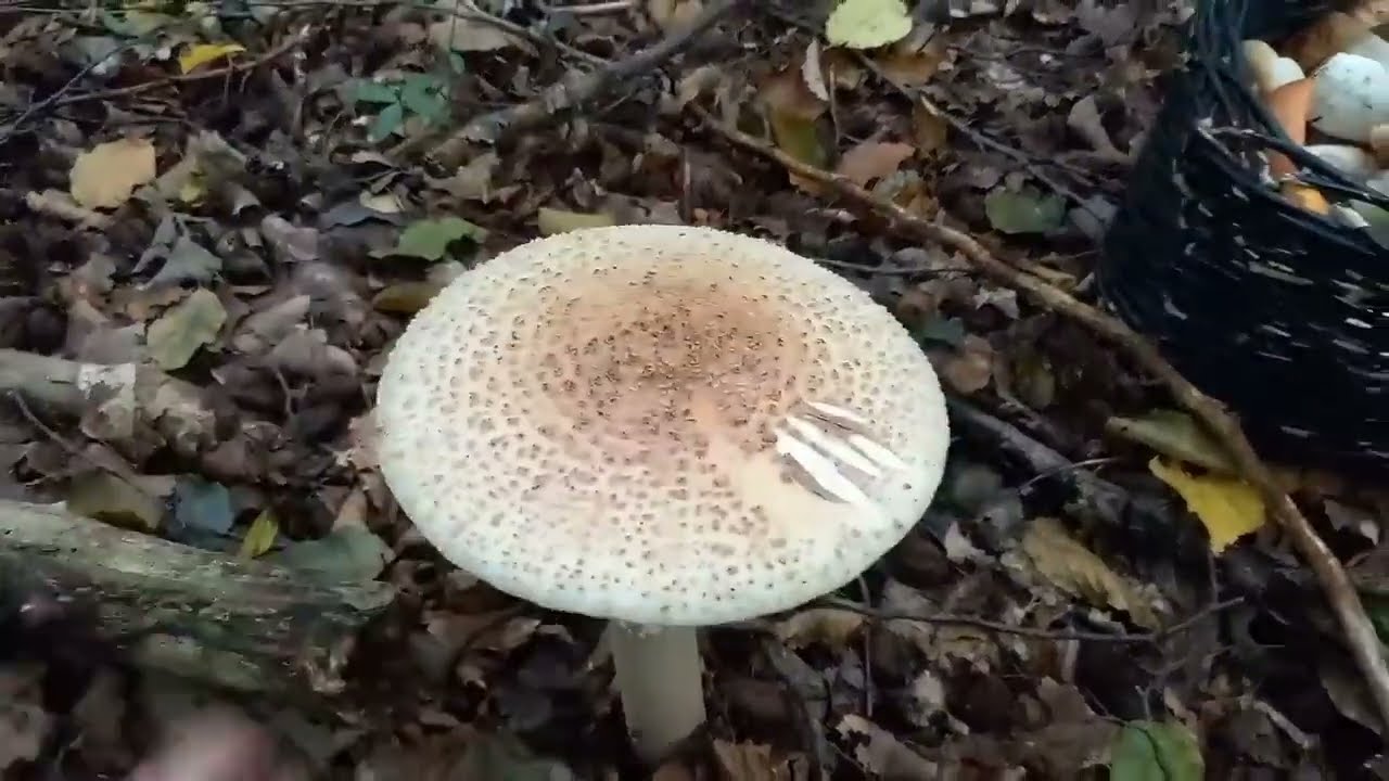 Одна з кращих Грибалок..БІЛІ ГРИБИ Боровики збираєм вночі з фанариком