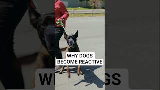 The number one reason dogs become reactive most dog owners miss.