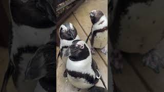 Personalized African Penguin Video Message Adoption