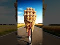 Crazy Orange Cats Riding a Bicycle Gone Wrong