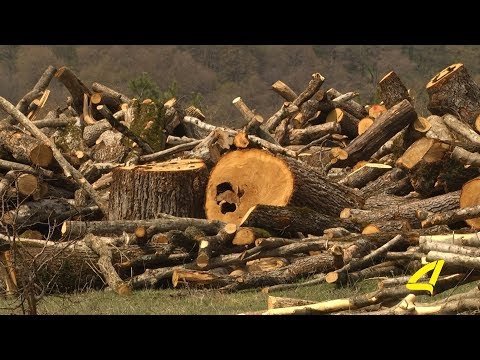 გაჩეხილი ხე- ტყე თეთრიწყაროში-RMG- ი არეალს აფართოებს 18-04- 2018