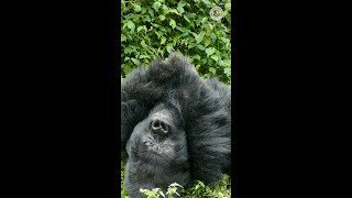 Silverback Isano Chestbeats While Sleeping | Dian Fossey Gorilla Fund