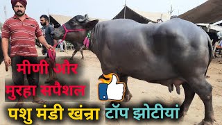 पशु मंडी खंन्रा 28.5.2022. Live coverage @ Khanna pashu mandi. Meeni and murrah. jbs dairy farming.
