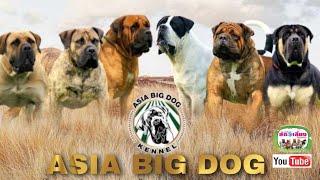 Asia Bigdog Kennel @Anajak226