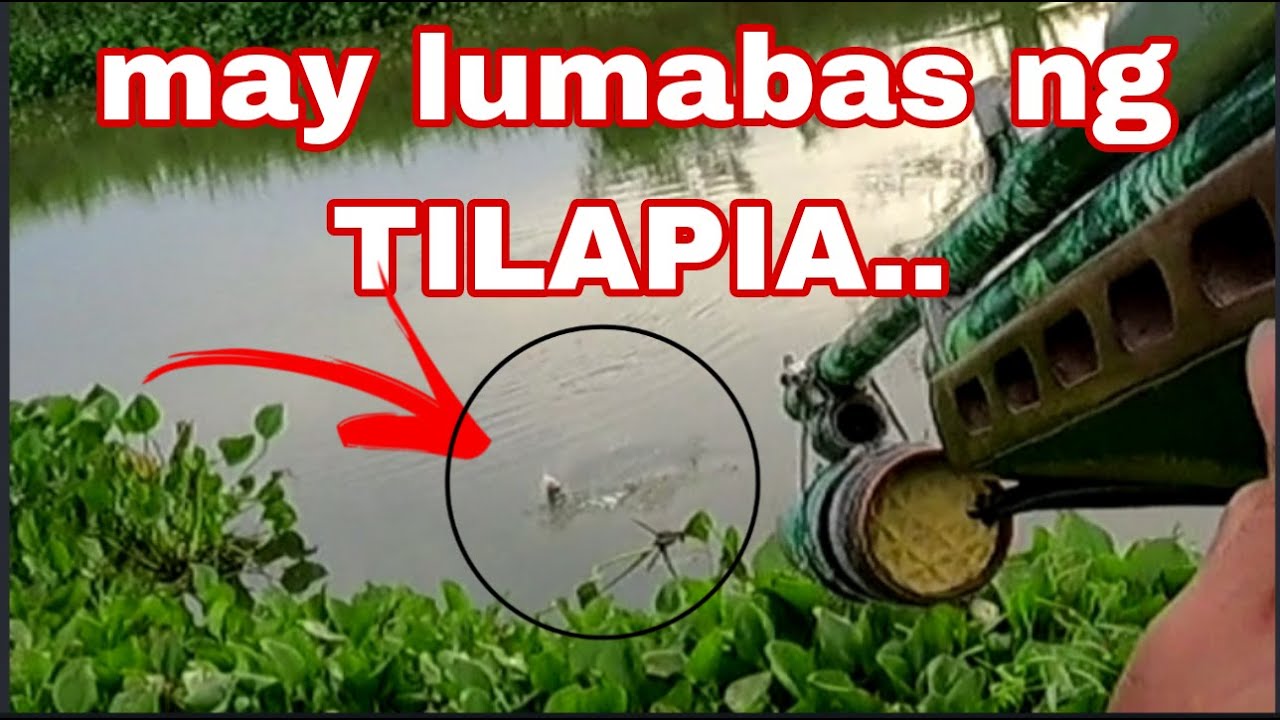 RESBACK SA SPOT NA PINAGHULIHAN KO NG NAPARAMING CARPA /Airgun Fishing /Fishgunerong Madiskarte