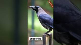 crow voice ringtone