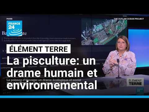 Enquête sur le poisson d'élevage: un drame environnemental et humain • FRANCE 24