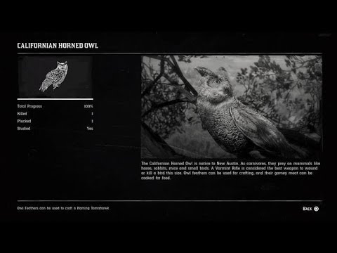 Owl Rdr2 Red Dead Redemption 2- Californian horned owl location - YouTube