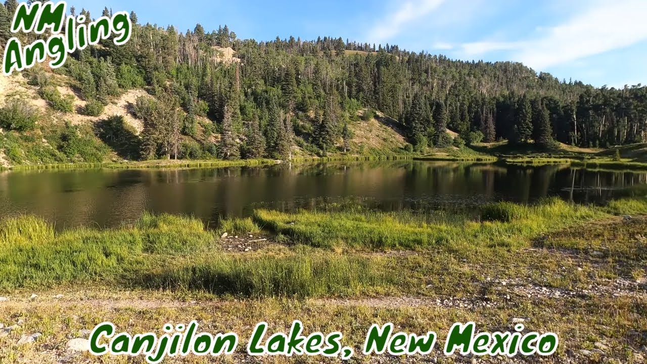 BIG TROUT LIVE in this SMALL LAKE