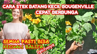 cara Cepat stek batang kecil bougenville cepat berbunga