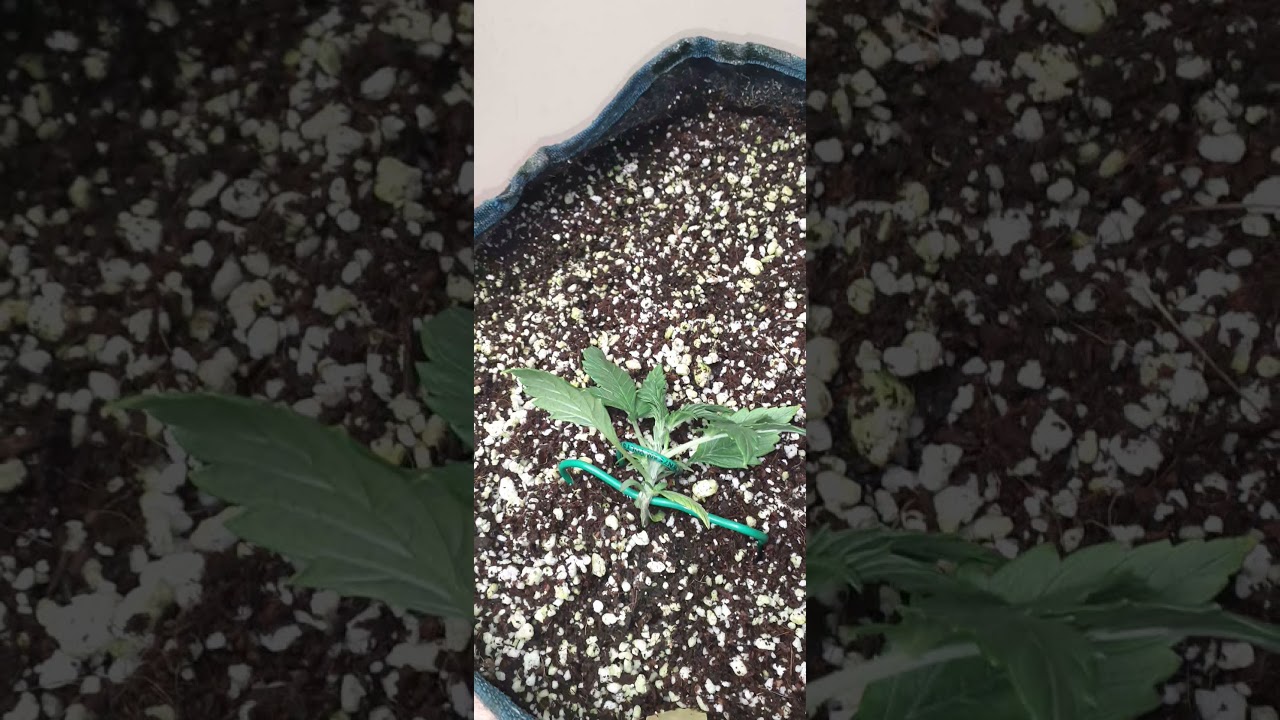 First Lst on Girl scout cookies extreme auto by ILGM with brief explanation