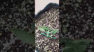 First Lst on Girl scout cookies extreme auto by ILGM with brief explanation
