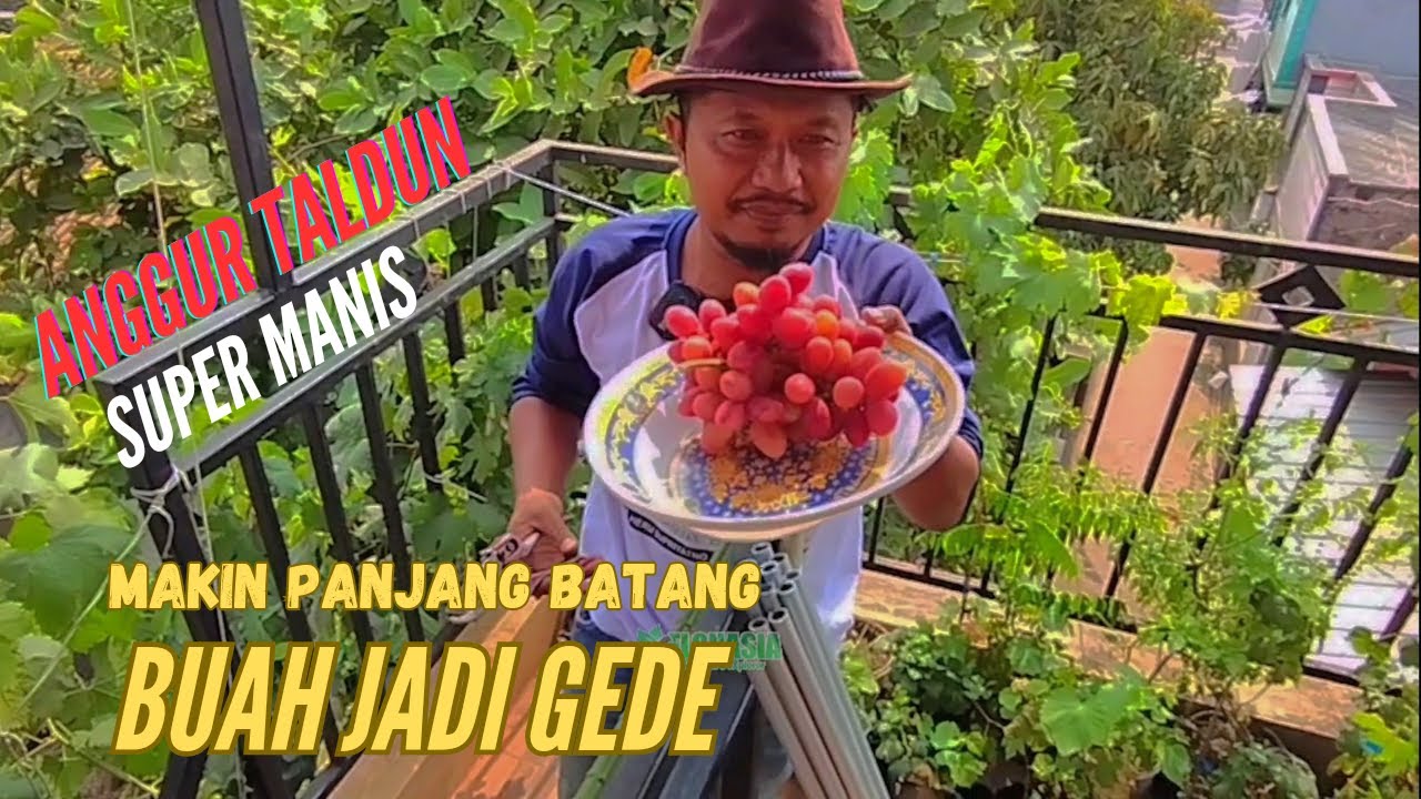 Berkebun Di Rooftop, Anggur Taldun berbuah Lebat. Anggur Manis Dataran Rendah