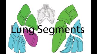 Anatomy of the Lungs  - Part 3 - Bronchopulmonary Segments