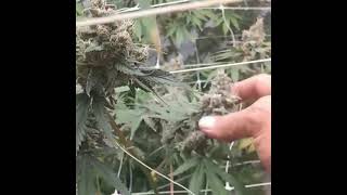 Grown under SunPlix LED grow lights