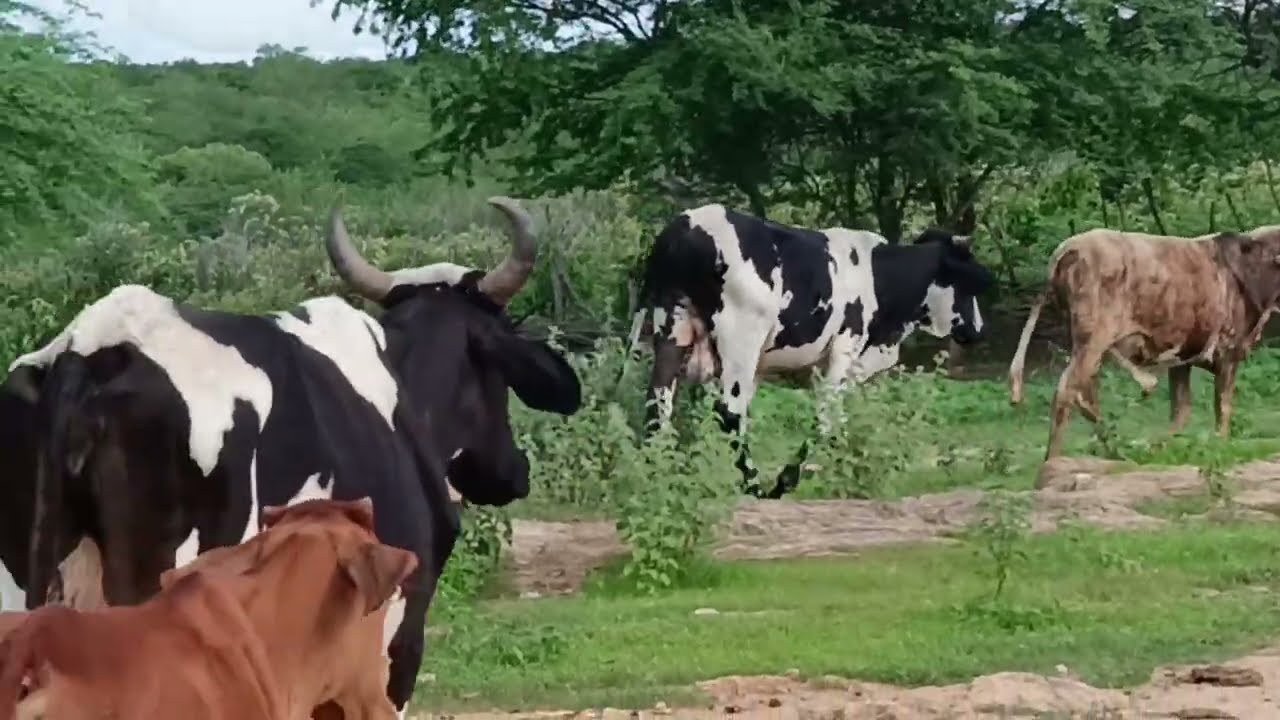 Como investir 20.000 em gado e ganhar um bom dinheiro