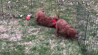 Marleys Mini irishdoodle Litter