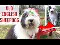 Top 10 Reasons To Get An Old English Sheepdog の動画、YouTube動画。