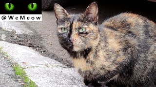 The Spotted Shy Cat by We Meow 79 views 3 years ago 2 minutes, 2 seconds