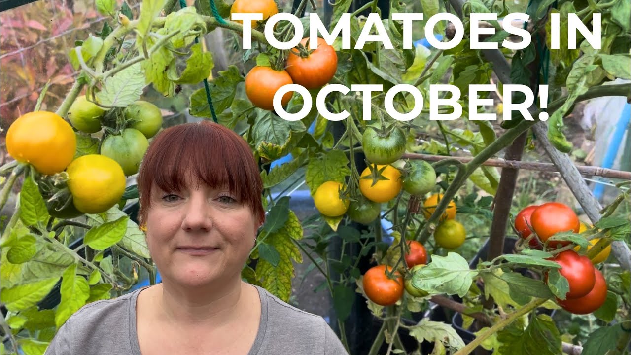 Tomatoes in October, Is this Normal?!?!
