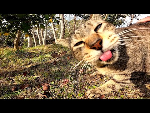 丘の上で寝ていた野良猫、目が合うとこっちへ向かってきた