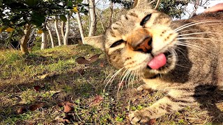 丘の上で寝ていた野良猫、目が合うとこっちへ向かってきた