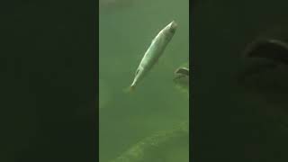 Tarpon lunch || Lunch Time For Hungry Tarpon