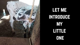 let me introduce my little cattle today.