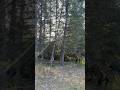 Felling huge tree with an axe 😏🤣 #felling #funny #fyp #treework #bluecollar #laugh #clickbait