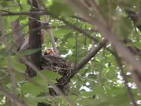 Robin Parent Photo 15