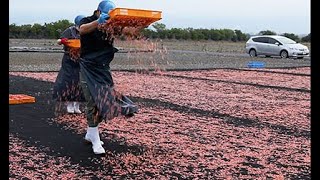 富士山と桜色のじゅうたん