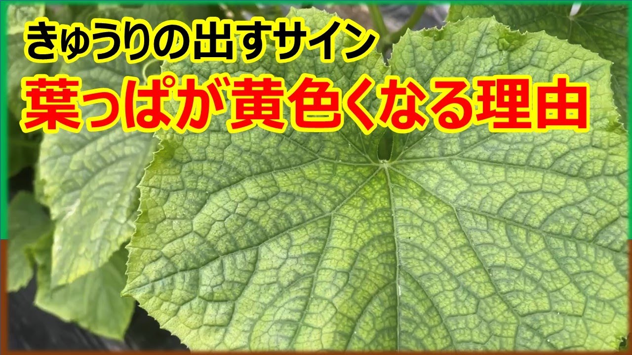 きゅうりの葉っぱが黄色い理由　#苦土欠乏症　#きゅうり栽培　#家庭菜園