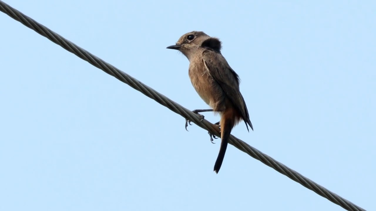 Pied Bushchat (Female) | Saxicola caprata | Indian Bird Videos #07