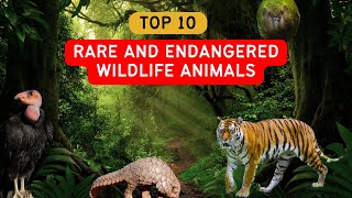 Top 10 Rare and Endangered Wildlife Animals: Protecting Our Planet