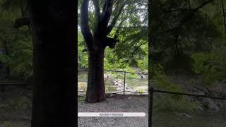 #캠핑장추천 #힐링별밤수목원캠핑장 #남양주캠핑