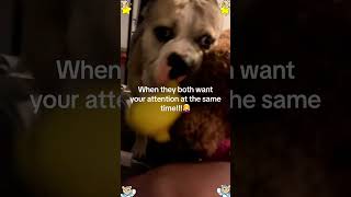 When You Have Two Dogs   dog usa funny