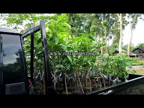 Hasil Maksimal! Tanam Pohon Mangga Gadung Berkualitas Tinggi! (Proses Kirim)