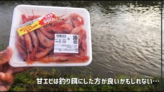 甘エビをエサに釣りをしたら、ものの数分で高級魚に化けた