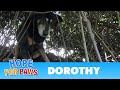 Hope For Paws: Dorothy a Senior Dog Bites Her Rescuer But Then Makes an Incredible Transformation.