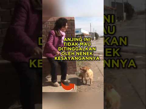 Anjing Setia Ini Tak Mau Meninggalkan Nenek Kesayangannya 🐶
