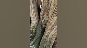 Nice Camouflage Geocaching hide!