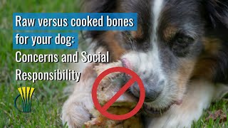 Raw versus cooked bones for your dog:  Concerns and Social Responsibility